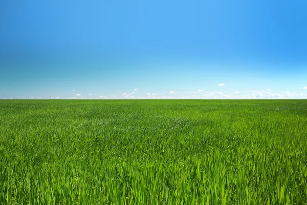 Feld mit grünem Gras — Stockfoto