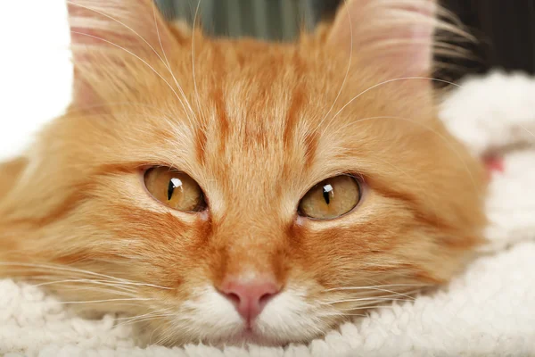 Gato rojo descansando — Foto de Stock