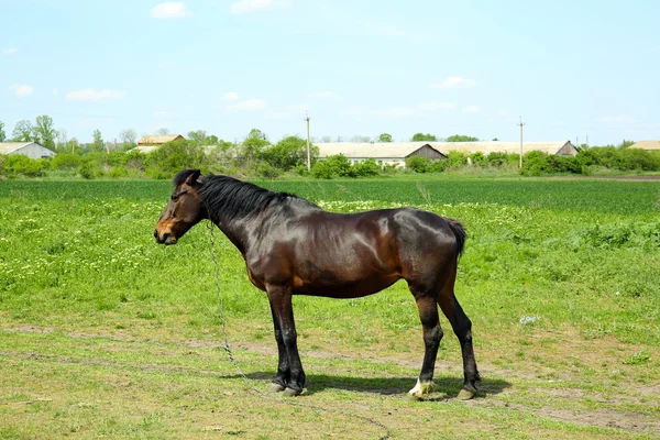 Beautiful dark horse — Stock Photo, Image