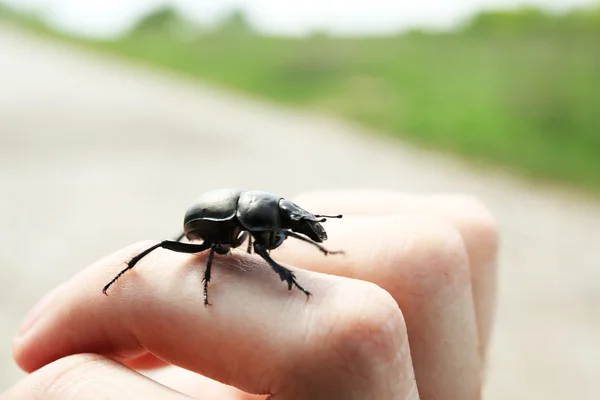 Zwarte kever op vrouwelijke hand — Stockfoto