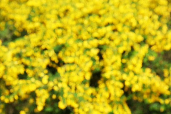 Φωτεινά κίτρινα άνθη — Φωτογραφία Αρχείου