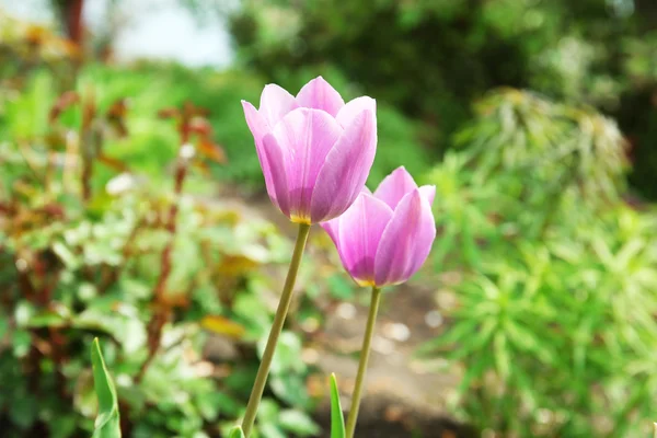 Belles tulipes de couleur — Photo
