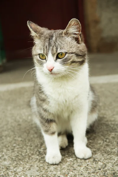 Söt katt utomhus — Stockfoto