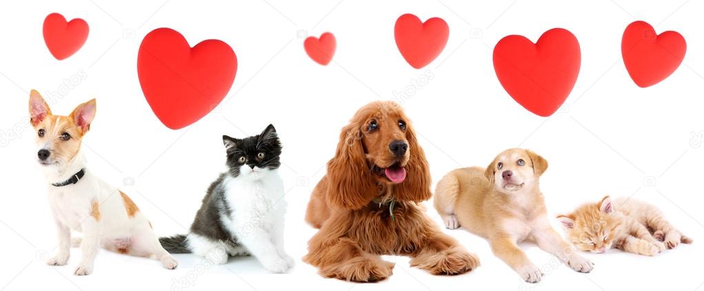 Cats and dogs with red hearts isolated on white