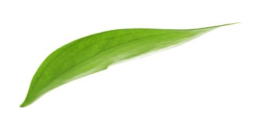 yeşil yaprak beyaz üzerinde izole