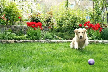 açık havada yeşil çimenlerin üzerinde top oynamaktan çok güzel labrador