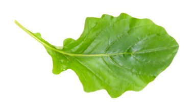 yeşil yaprak beyaz üzerinde izole