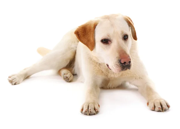 Милий собака ізольований на білому тлі — стокове фото