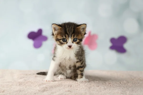 Χαριτωμένο μικρό γατάκι επάνω ελαφρύς υπόβαθρο — Φωτογραφία Αρχείου