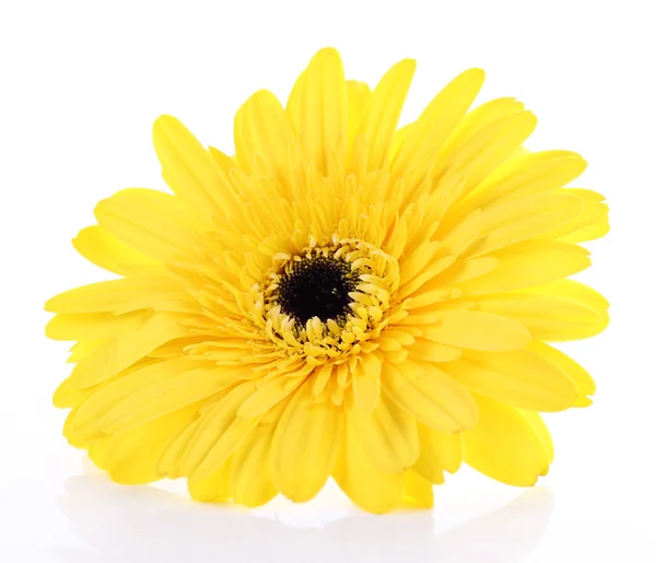 Mooie lichte gerbera geïsoleerd op wit — Stockfoto