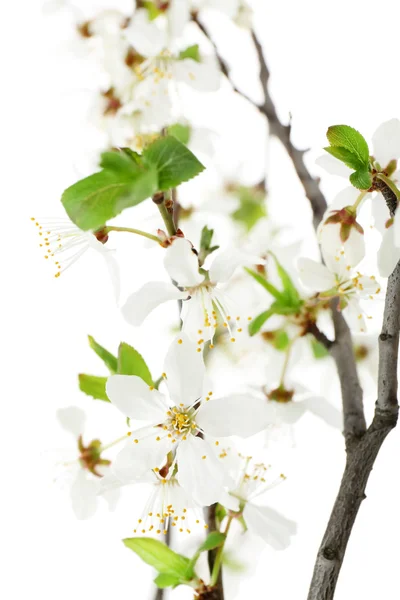 Rama de floración aislada en blanco —  Fotos de Stock