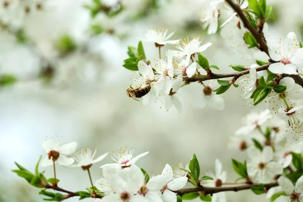 Kirschblüten aus nächster Nähe — Stockfoto