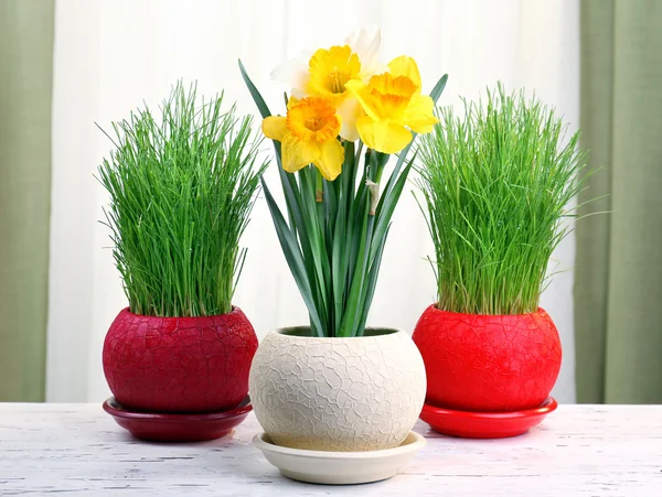 Beautiful flowers with green grass in pots on fabric background — Stock Photo, Image