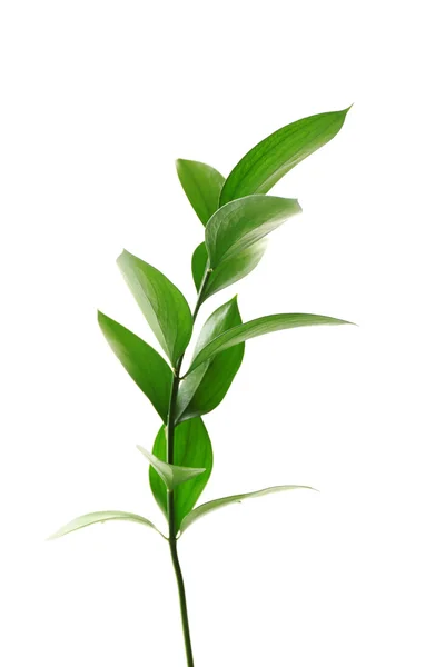 Ветка со свежими зелеными листьями, изолированные на белом — стоковое фото