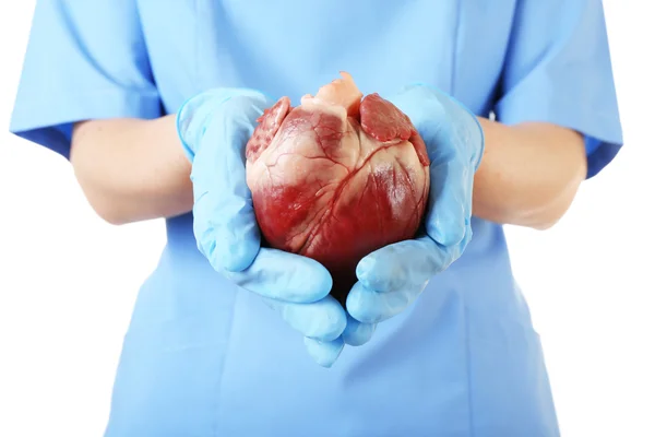 Heart in doctor hands isolated on white — Stock Photo, Image