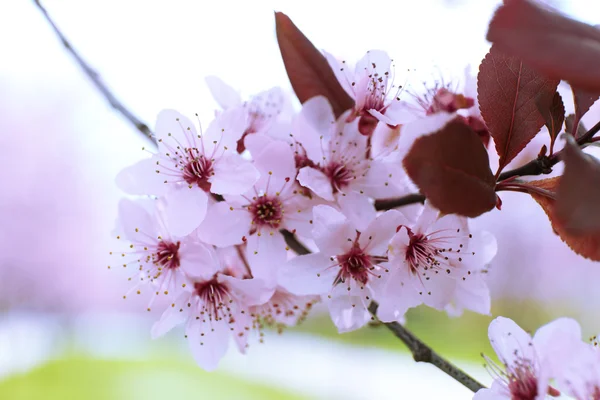 Branches of flowering tree, closeup — Stock Photo, Image