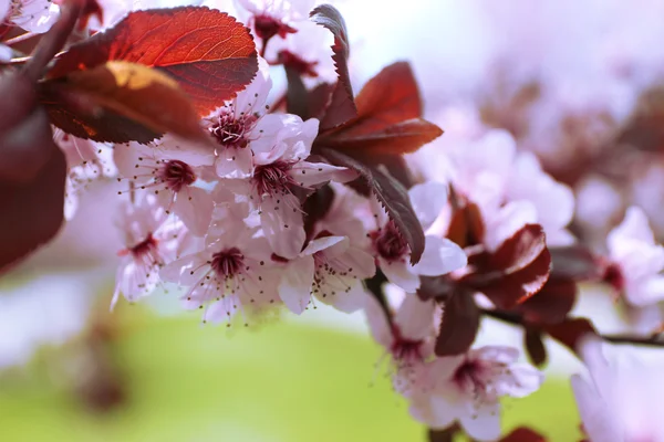 Ramos de árvore de floração, close-up — Fotografia de Stock