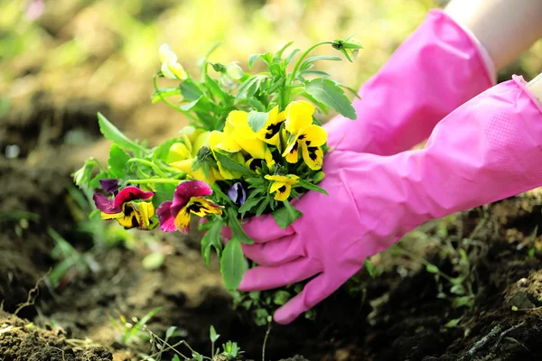 Mani femminili in guanti rosa piantare fiori, primo piano — Foto Stock