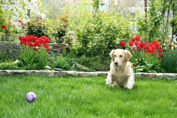 Entzückender Labrador spielt mit Ball auf grünem Gras, im Freien — Stockfoto