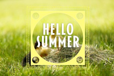 Hello summer concept. Little cute ducklings on green grass, outdoors