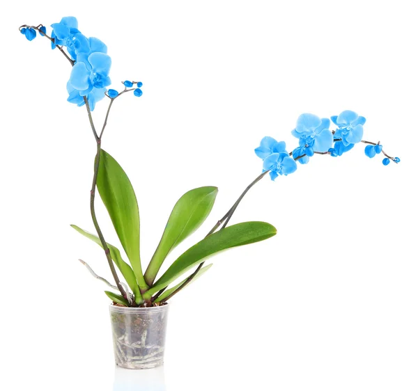 Prachtige blauwe orchidee, geïsoleerd op wit — Stockfoto