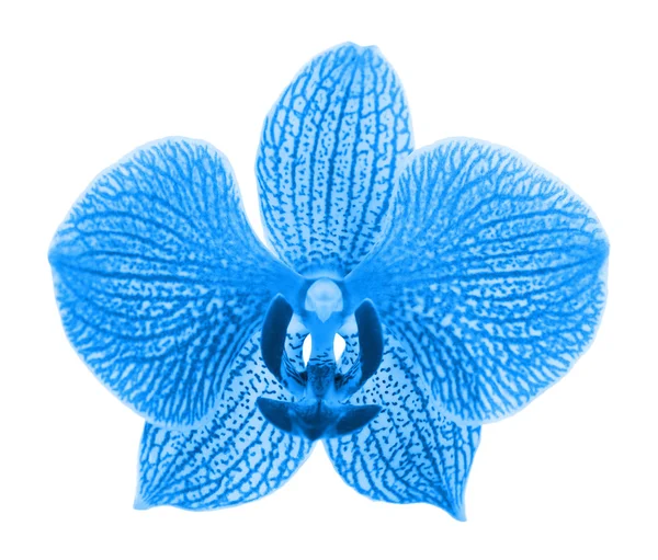 Красива синя орхідея, ізольована на білому — стокове фото