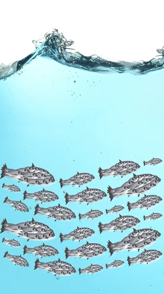 Fiskeskole under vann – stockfoto
