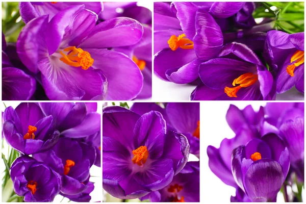 拼贴的紫色番红花 — 图库照片