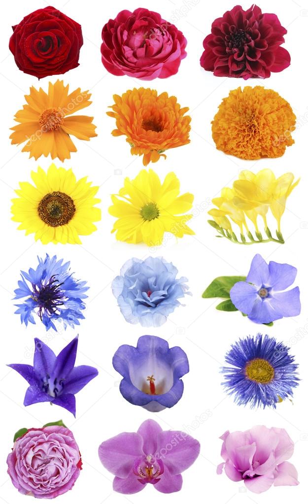 Beautiful flowers collage