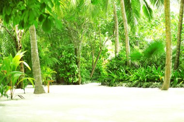 Tatil güzel yeşil ağaçlar