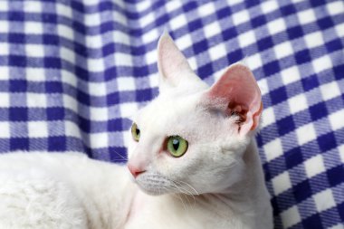 Ekose üzerinde güzel beyaz kedi