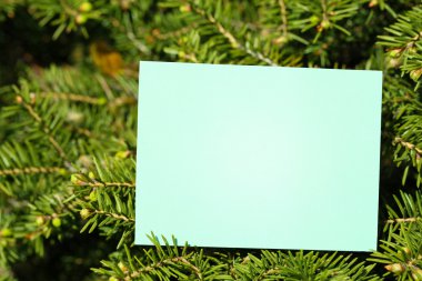 Açık havada ağaç üzerinde boş kartı