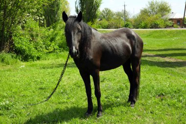 Güzel koyu yeşil çim arka plan üzerinde otlatma at