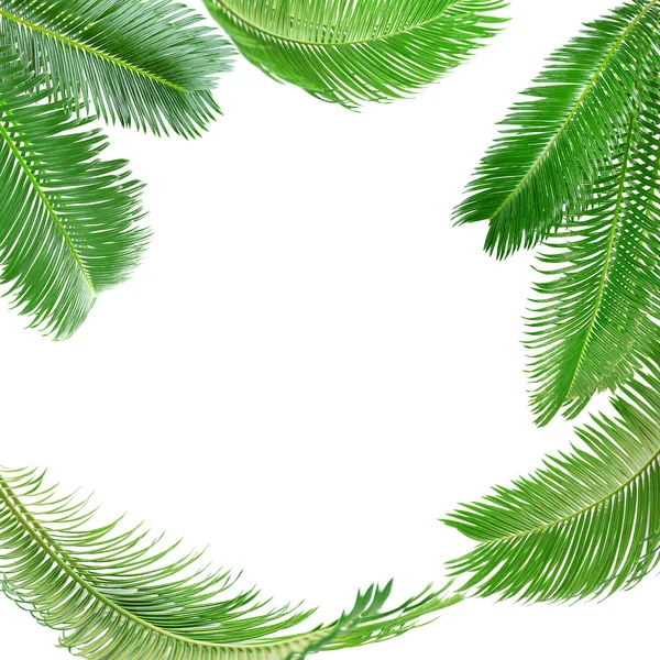 Frame of green palm leaves isolated on white — Stock Photo, Image