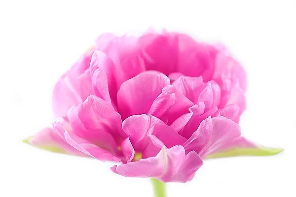 Pink tulip isolated on white — Stock Photo, Image