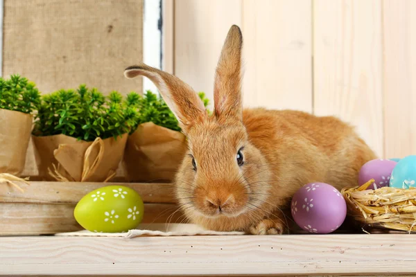 Schattige rode konijn met Pasen eieren — Stockfoto