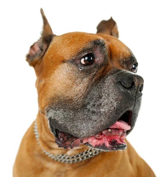 Lindo perro aislado sobre fondo blanco — Foto de Stock