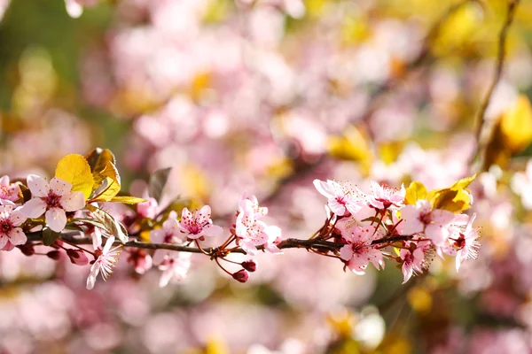 Flores de cerezo sobre el fondo borroso de la naturaleza, de cerca — Foto de Stock