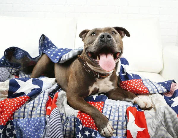 Cute dog lying on sofa — Stock Photo, Image