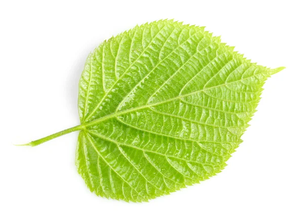 Hermosa hoja verde con gotas de agua —  Fotos de Stock