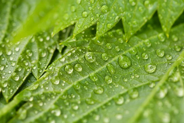 Folhas verdes com gotas de água — Fotografia de Stock