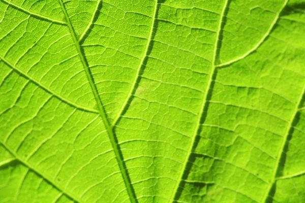 Close up de folha verde fresca com veias — Fotografia de Stock