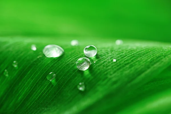 Close up of green leaf with drops — Stock Photo, Image