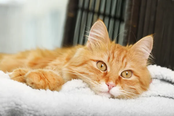 Gato vermelho descansando dentro de casa — Fotografia de Stock