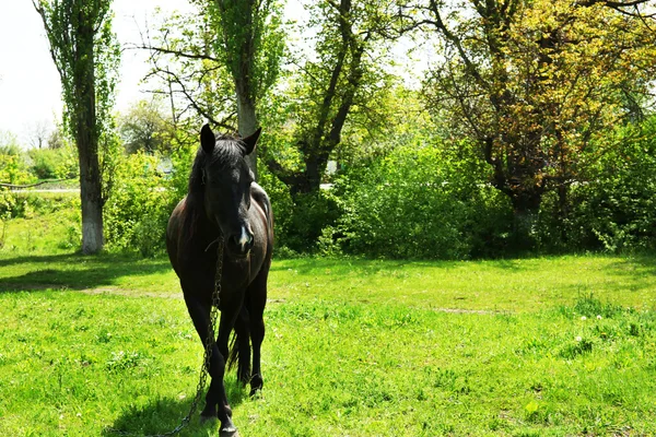 Piękne ciemne koń pastwiskowy nad zielona trawa tło — Zdjęcie stockowe