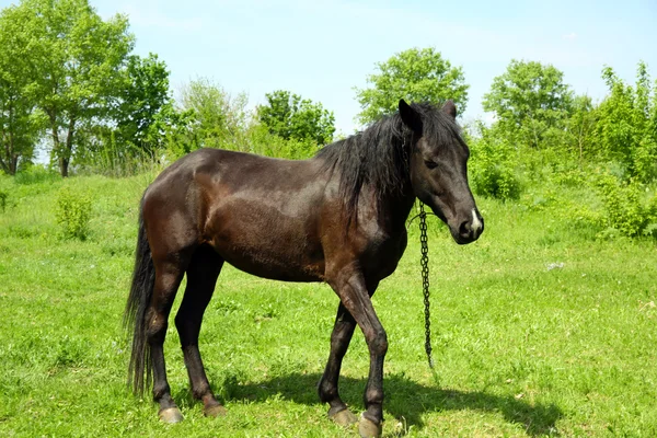 Schöne dunkle Pferd weiden über grünem Gras Hintergrund — Stockfoto