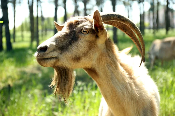 Goat in forest — Stock Photo, Image