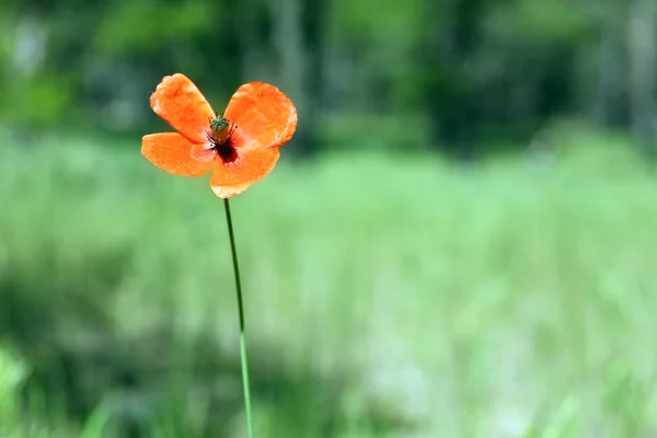 Poppy flower in forest, outdoors — Stock Photo, Image