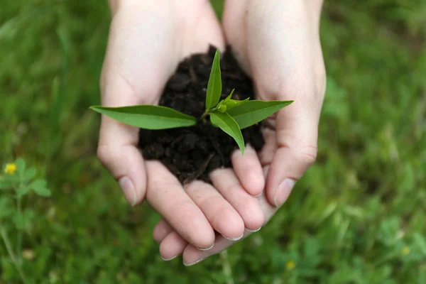 Green seedling growing from soil in hands outdoors — Stock Photo, Image