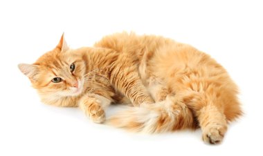 Kırmızı kedi beyaz arkaplanda izole edildi